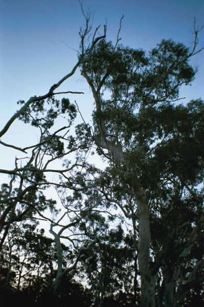 Looking upwards from the confluence point