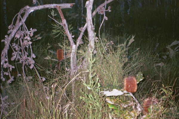 Another view from the confluence point, showing native flora