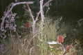 #3: Another view from the confluence point, showing native flora