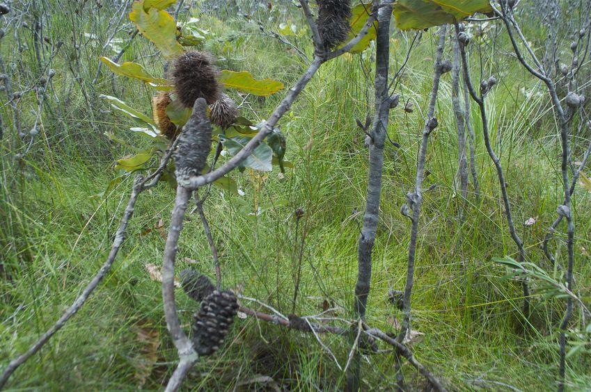 The confluence point lies in thick bush, 150 meters from the nearest road