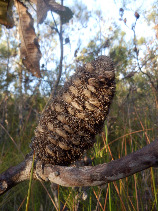 Banksia