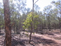 #3: Looking north from the confluence.