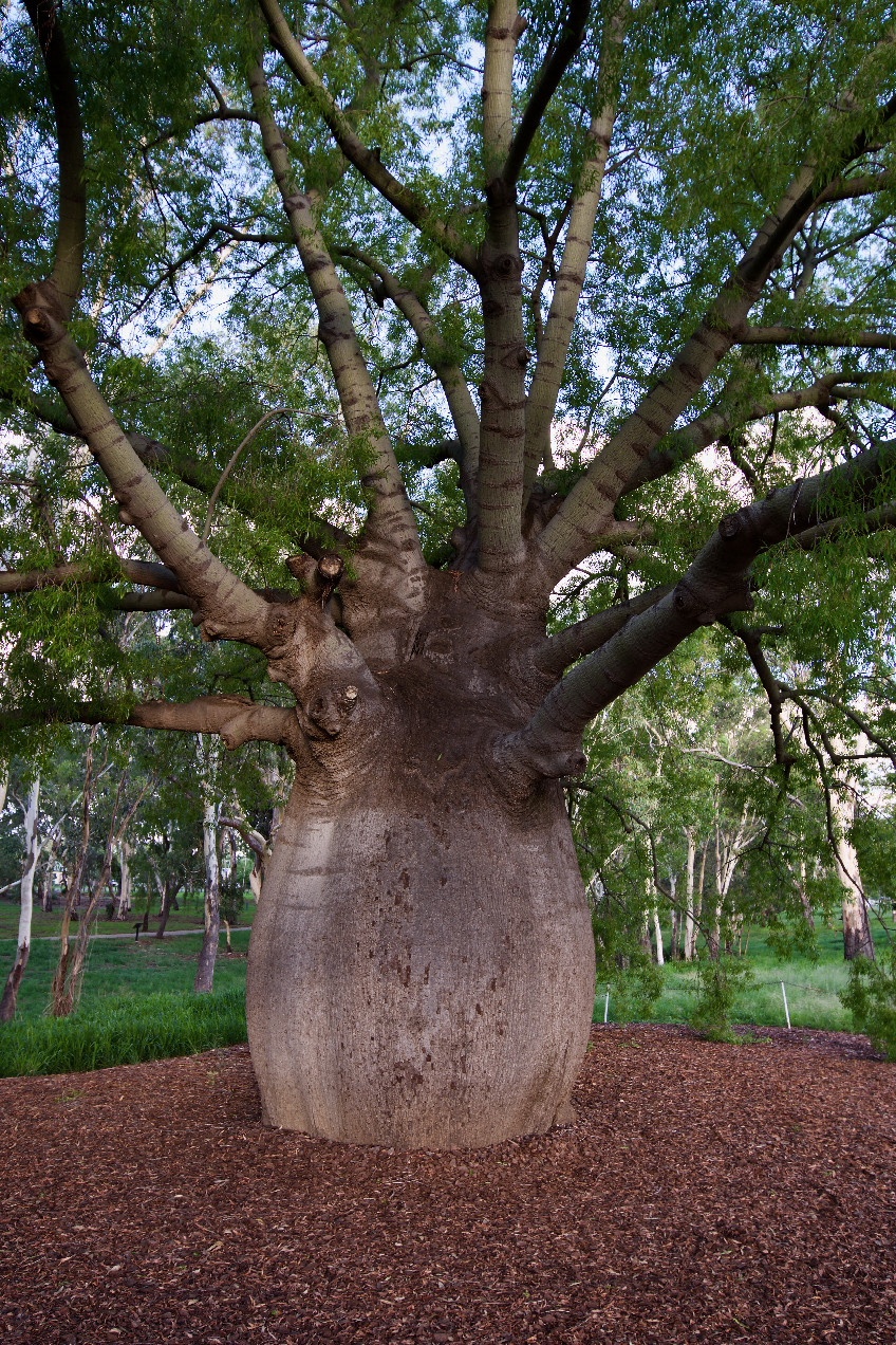 A large bottle tree in nearby Roma