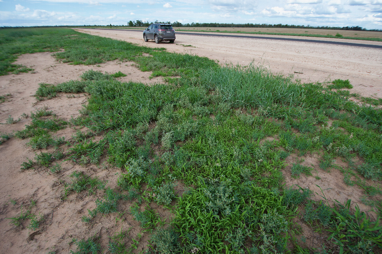 Ground cover at the confluence point