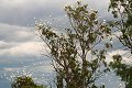 #2: Just a few of the cockatoos in the trees at the confluence