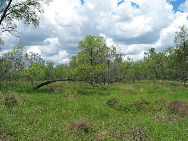 The view east from the confluence