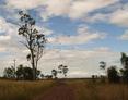 #7: The flock of cockatiels and the Warregi Hwy in the background