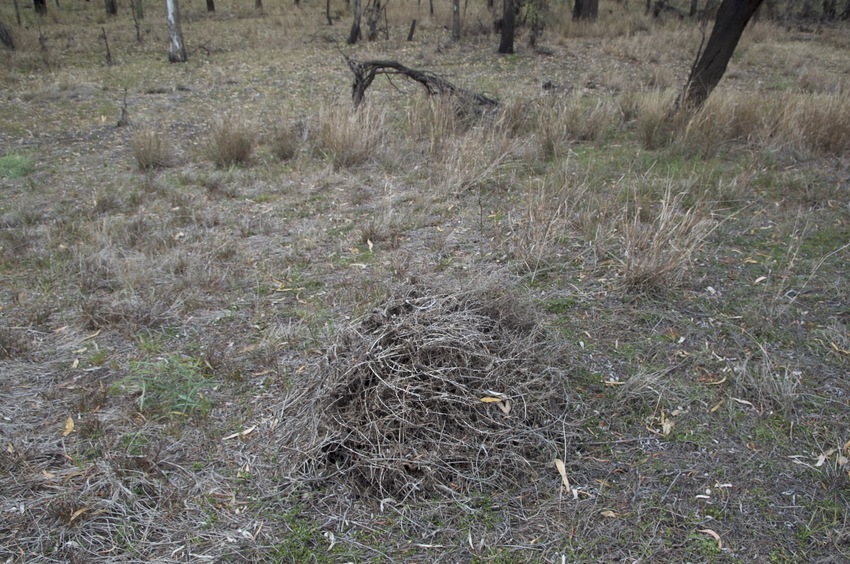 The confluence point lies in this farmland, coincidentally near this pile of dried-up vegetation