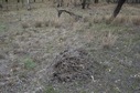 #5: The confluence point lies in this farmland, coincidentally near this pile of dried-up vegetation