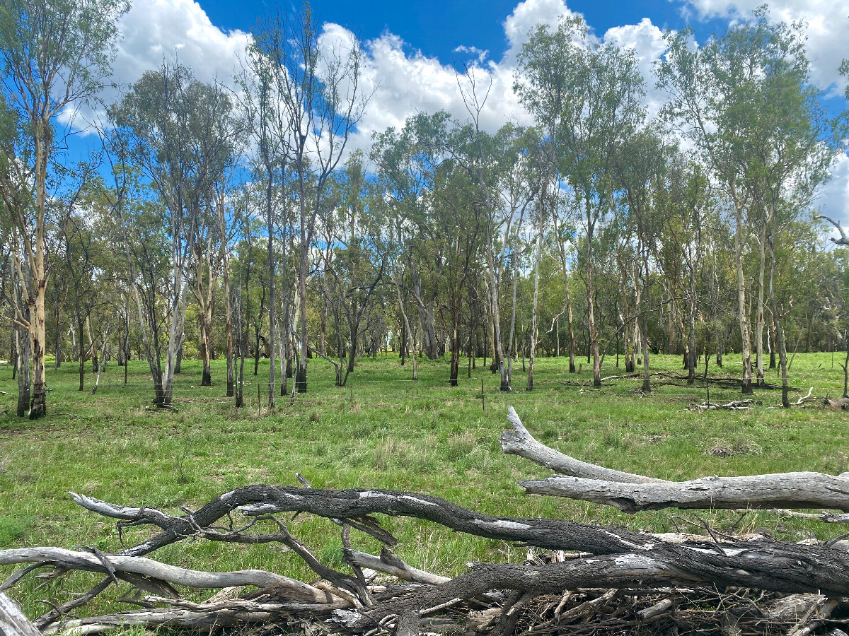 The confluence point lies a farm field, next to a pile of cut trees.  (This is also a view to the South, towards the Condamine River.)