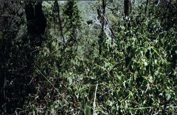 Looking downhill from the confluence