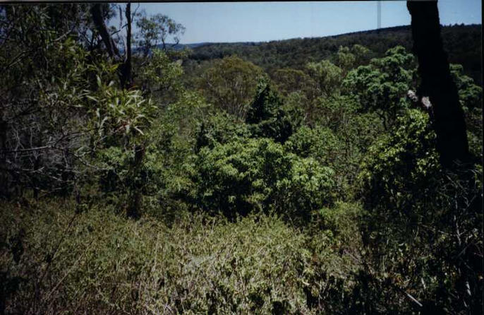 The surrounding area (confluence is behind tree at centre)