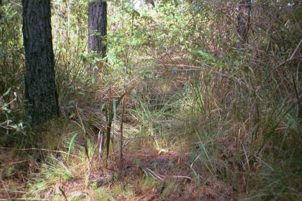 A ground-level view of the confluence