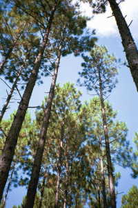 #1: Looking upwards from the confluence point