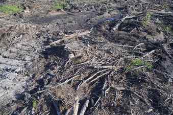 #1: The confluence point lies in a recently-cut area of a commercial pine forest