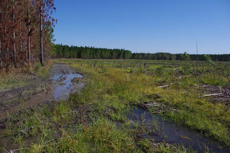 The muddy tracks