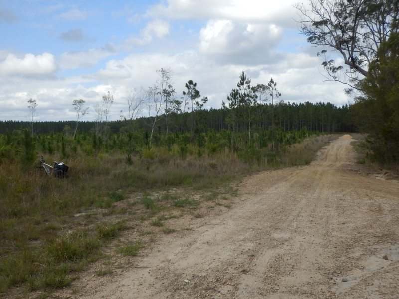 The Nearby Forest Track