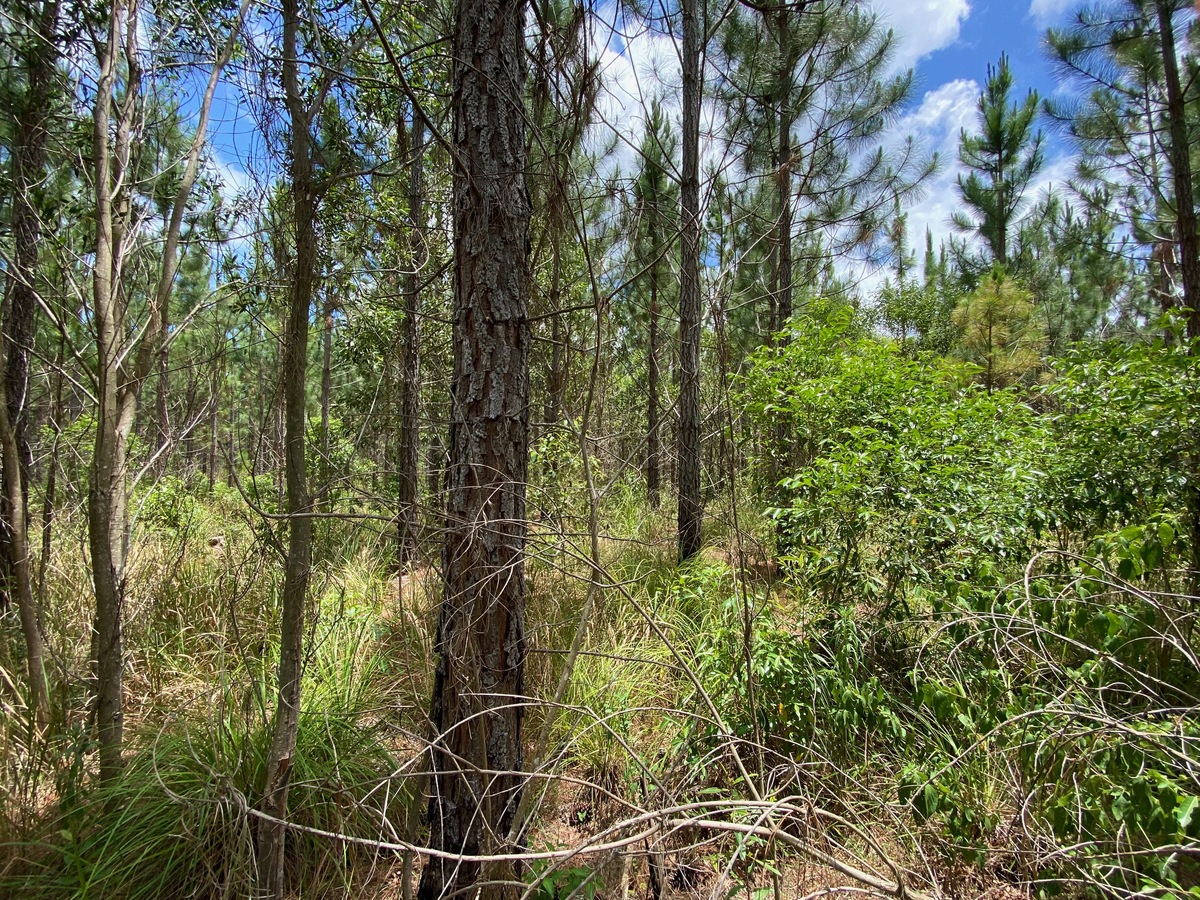 The confluence point lies within a commercial pine forest.  (This is also a view to the North.)