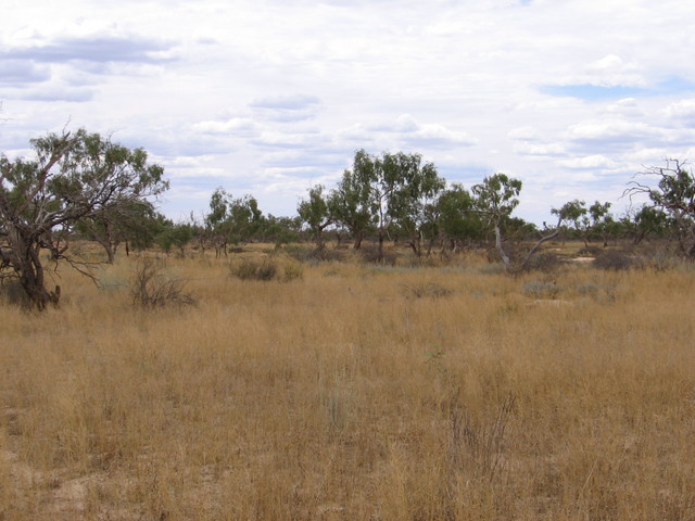 28Sth_142E_Photo Looking Nth from Confluence