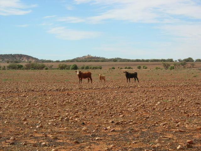 Hungry Cows