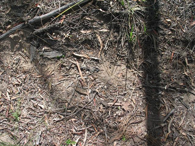 The ground at the confluence point