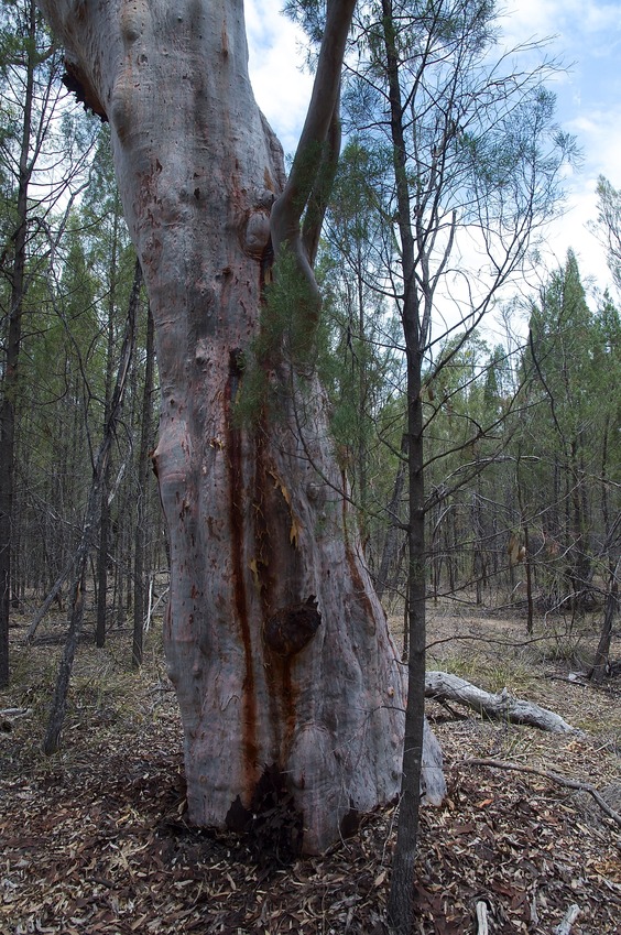 A large gum tree, 15 metres from the confluence point