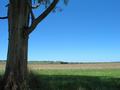 #9: Under the shade of a gum, just north of the confluence.