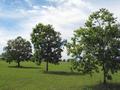 #8: Some trees in the paddock on the short walk from the car to the confluence