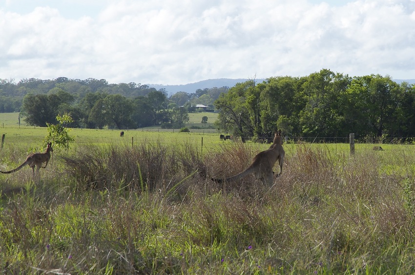 Curious kangaroos retreat as I walk towards the confluence point (which is near the centre of this photo)