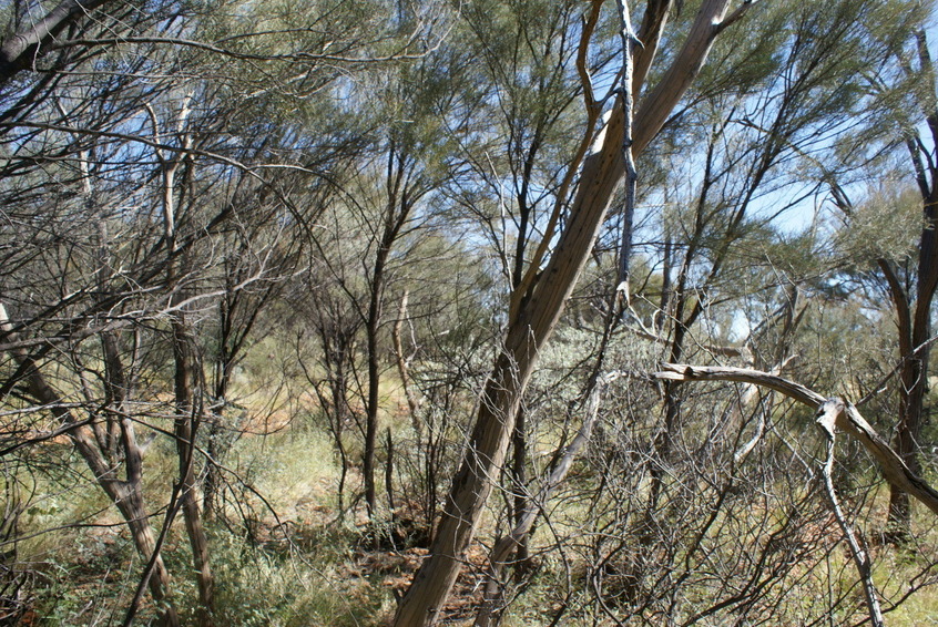 View North from confluence position