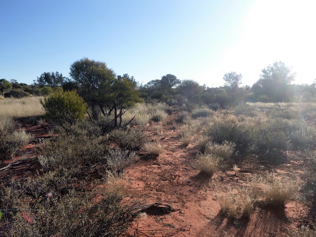 Looking west from the confluence spot