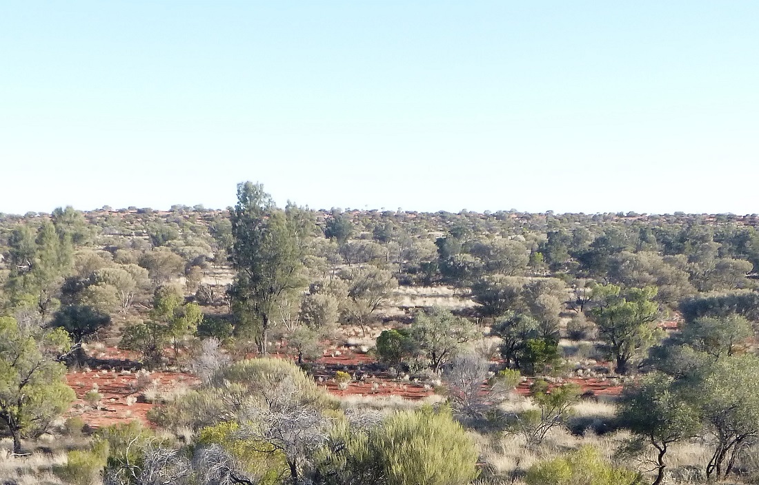 The confluence in the scrub.