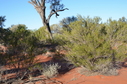 #4: Looking East from the Confluence