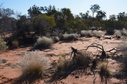 #5: Looking West from the Confluence