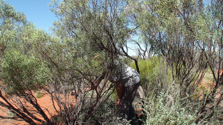 Confluence site in thick scrub