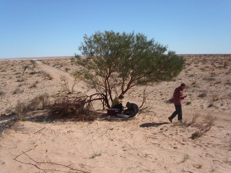 Tirari desert, Lake Florence, the road and lunch tree