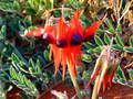 #10: Sturts Desert Pea