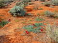 #9: Sturts Desert Pea in Flower on a Wombat Warren