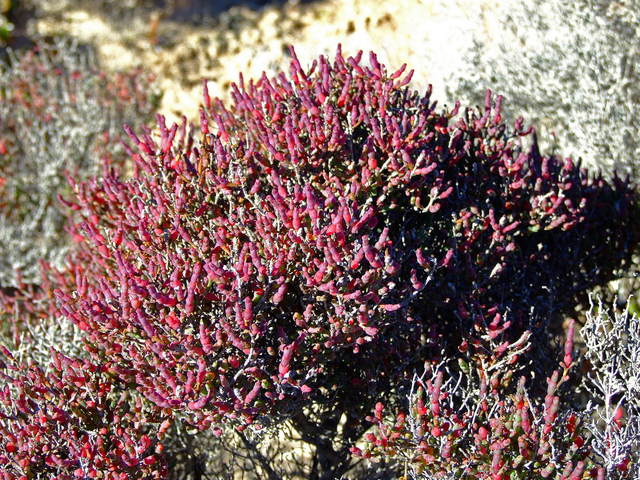 Native Samphire