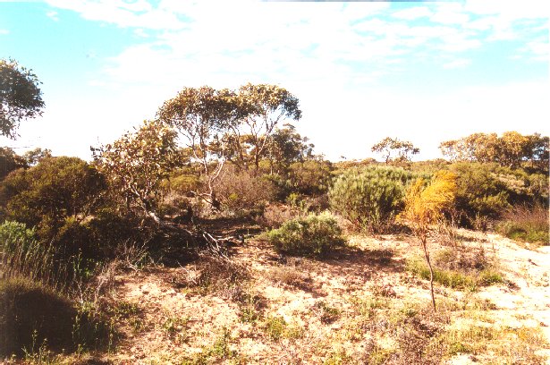 Looking east, native vegetation.