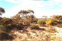 #4: Looking east, native vegetation.