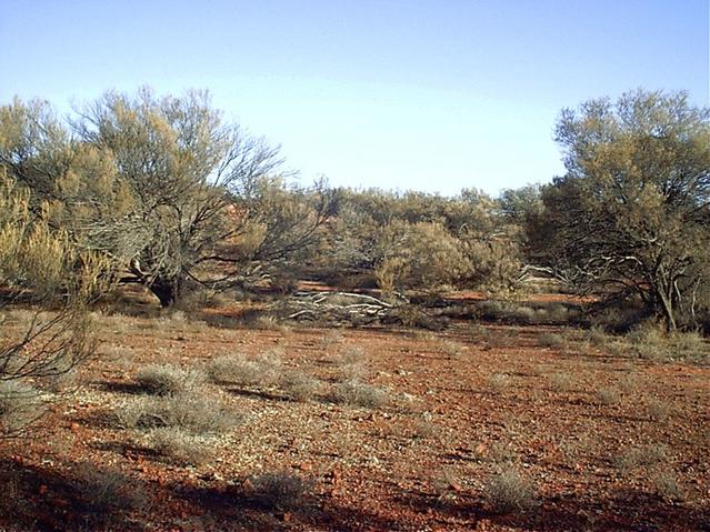 View north from the confluence