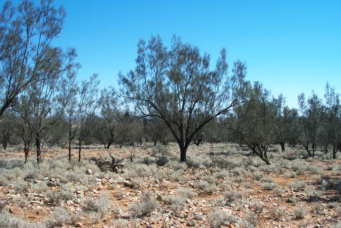 At confluence looking west