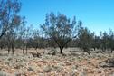 #6: At confluence looking west