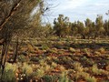 #3: Looking South from the Confluence