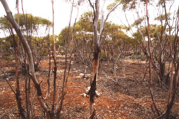 Looking south west, a small cairn is just behind the central tree.