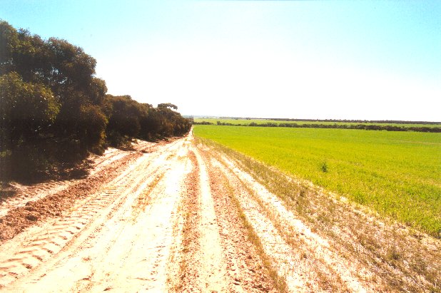 Eastern Field, used as access road.