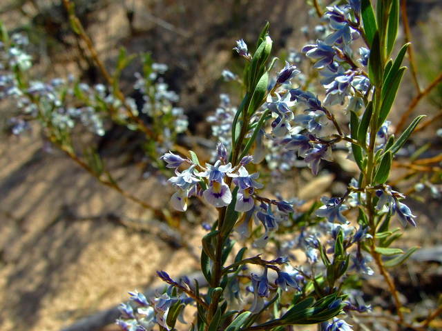 Native Broombush in Pinkawillinie Conservation Park