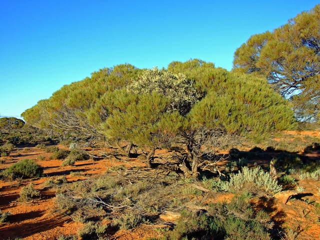 Mistletoe growing in a Mulga Tree