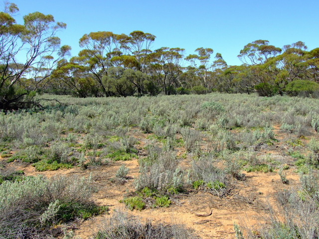 General View 40 metre from confluence Looking East